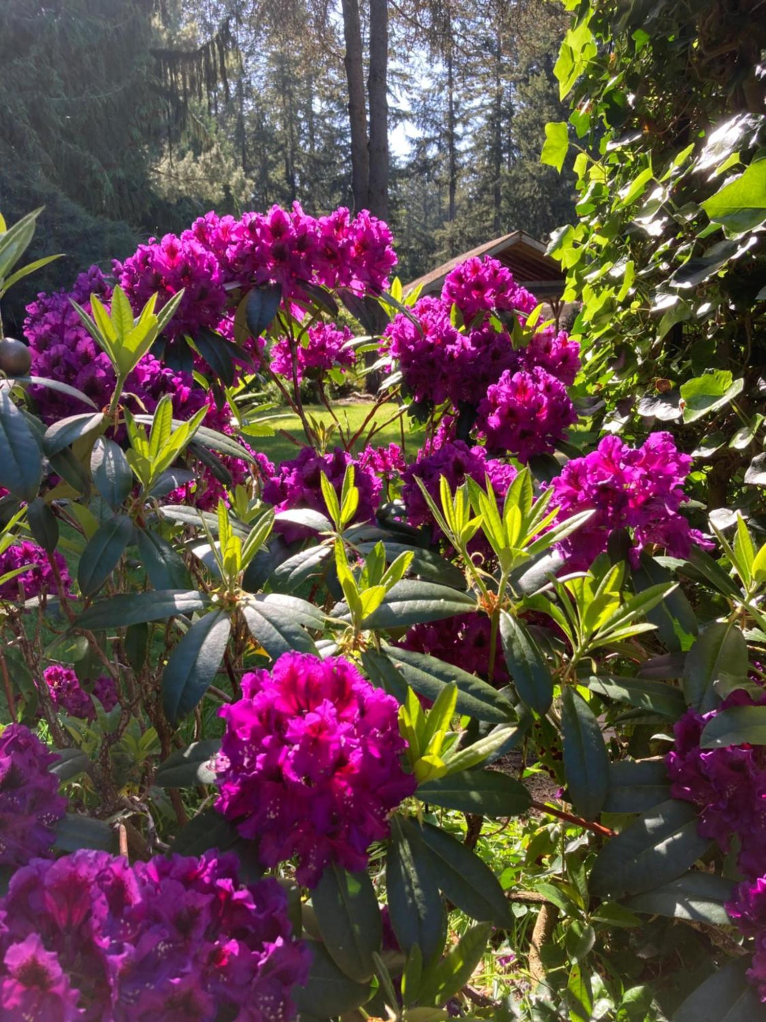Cottage Lake Bed And Breakfast Woodinville Buitenkant foto